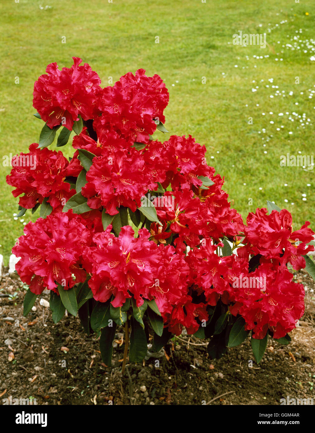 Rhododendron - `The Hon Jean Marie de Montague' AGM   RHO073968 Stock Photo